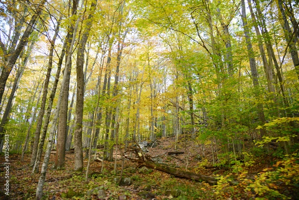 Fototapeta misty forest