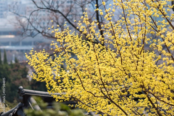 Fototapeta Corni flowers in spring