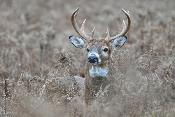 Obraz Deer in a Field