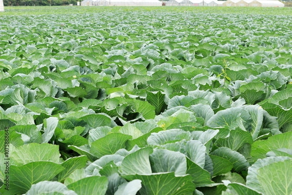 Obraz キャベツ畑のキャベツ