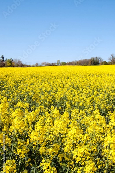 Obraz Canola fields in the Springtime.