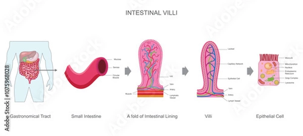 Fototapeta Intestinal villi are tiny, finger-like projections in the small intestine that increase surface area for nutrient absorption into the bloodstream. They contain blood vessels and lymphatics.