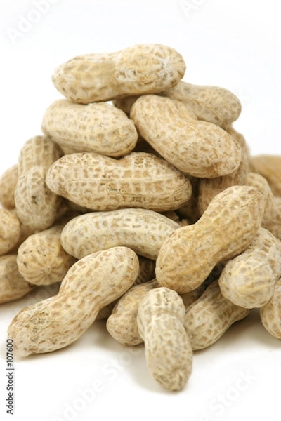 Fototapeta close up on penauts