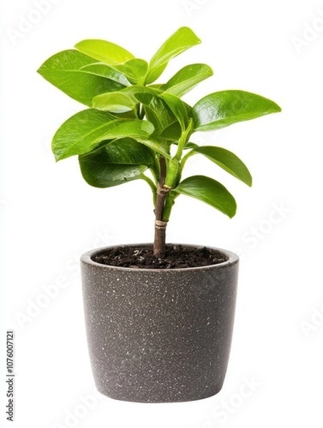 Fototapeta Enhance your indoor space by nurturing a beautiful potted plant for a refreshing atmosphere