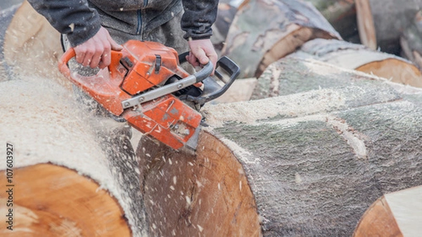 Obraz man cutting trees using an electrical chainsaw and professional tools