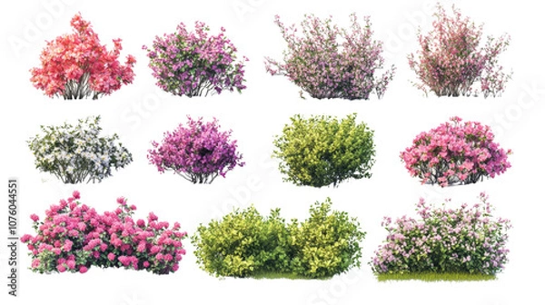 Obraz Various colorful flowering shrubs isolated on a white background.