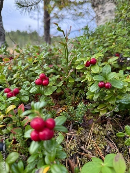 Fototapeta Cranberries