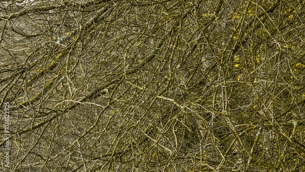 Obraz realtree, realtree, pattern, structure, tangle of branches, camo, background, wallpaper, high quality, texture, textured, nature, backgrounds, tree, natural, design