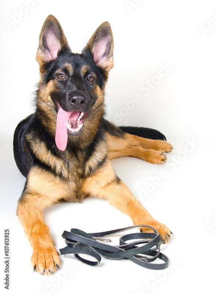 Obraz German shepherd with a leather leash ready for a walk (on white)