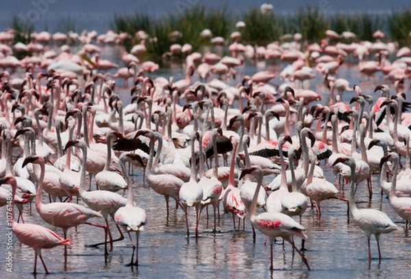 Fototapeta Big group flamingos on the lake. Kenya. Africa. Nakuru National Park. Lake Bogoria National Reserve. An excellent illustration.