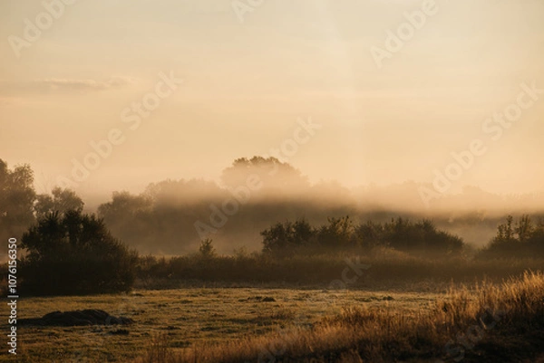 Fototapeta fog over the field at dawn in autumn
