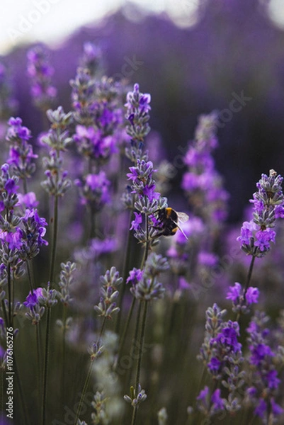 Fototapeta Lavender flowers on the field
