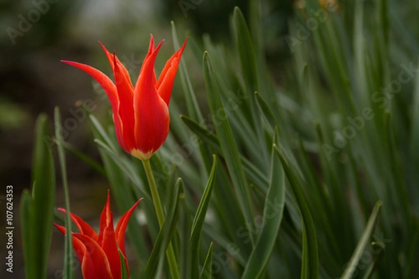 Obraz Red star tulip