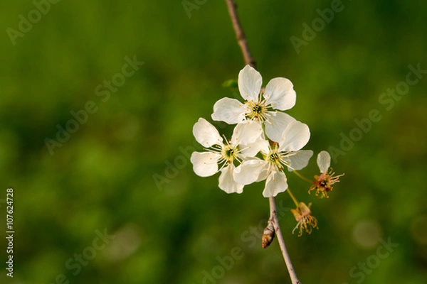 Obraz Sour cherry three blossoms
