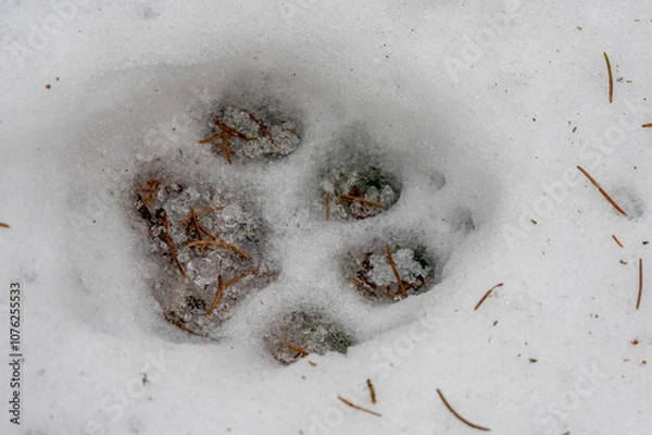 Fototapeta Track of a lynx in the snow in the Beskydy mountains in the Czech Republic