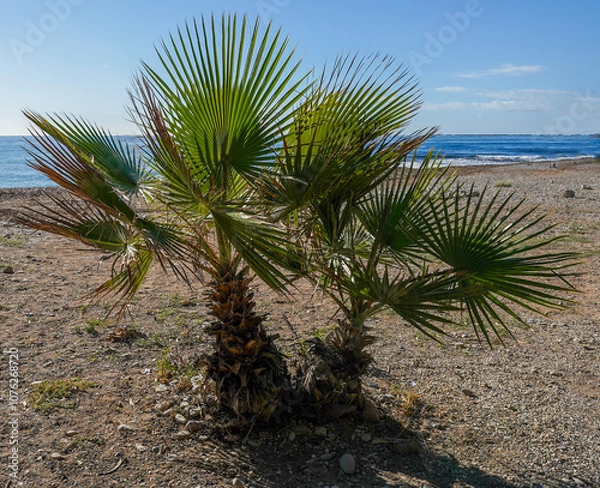 Obraz palm trees on the beach