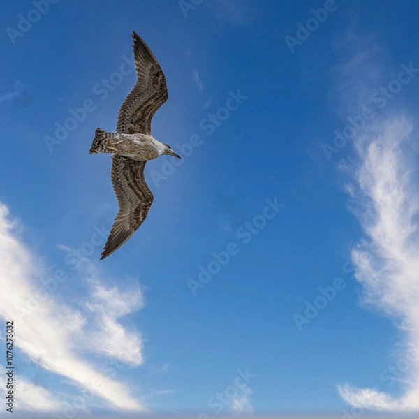 Obraz bird in full flight