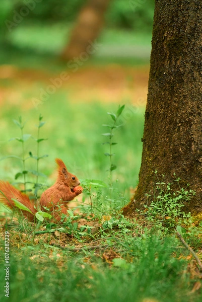 Obraz Bushy-tailed red squirrel has a meal in the wild