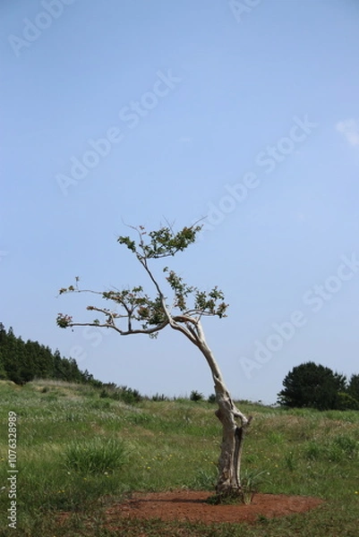 Obraz 제주도 따라비오름