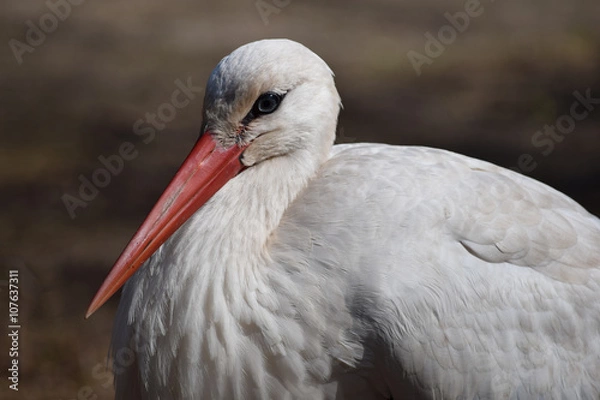 Fototapeta Storch Kopf