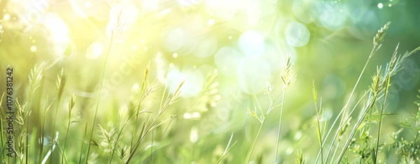 Fototapeta Spring meadow with tall grass, blurred background, sunlight rays, and bokeh in a banner format. -