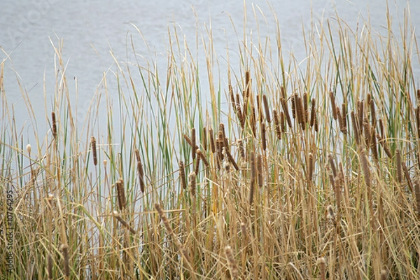 Fototapeta closeup flora