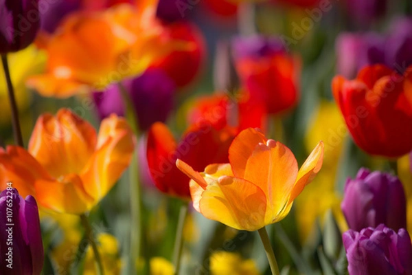 Obraz Beautiful orange, pink, yellow and red colored tulips in soft focus - vibrant colors - sunny bright scene