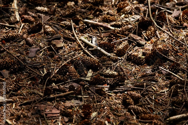 Obraz Close up of dry earthy ground with bark twigs and leaves in shade with natural sunlight 