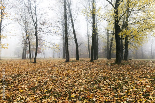 Obraz Autumn Park, overcast 