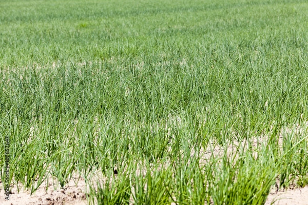 Obraz green onions in the field  