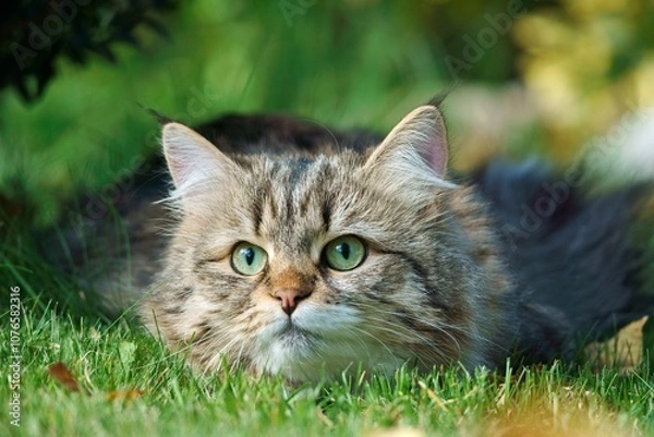 Obraz Siberian cat with thick fur and green eyes lies on the grass in a natural environment.