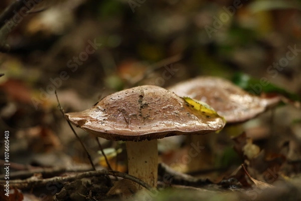 Obraz Champignon d'automne 