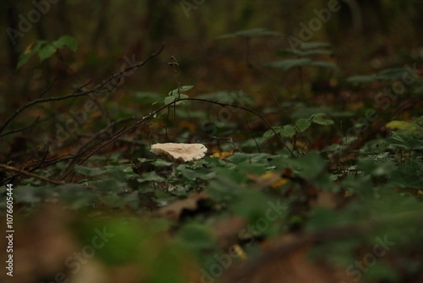 Obraz Champignon d'automne 