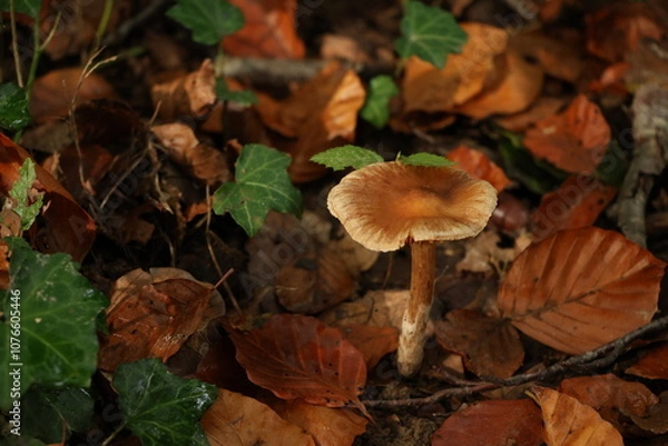 Obraz Champignon d'automne 