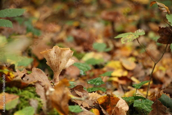 Obraz Champignon d'automne 