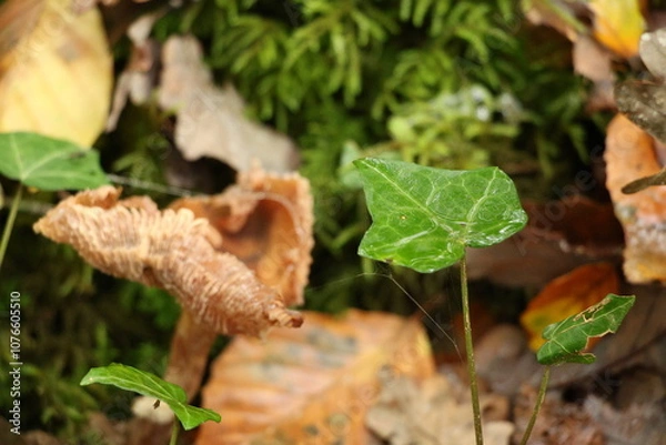Obraz Champignon d'automne 