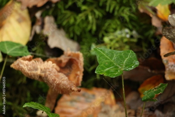 Obraz Champignon d'automne 