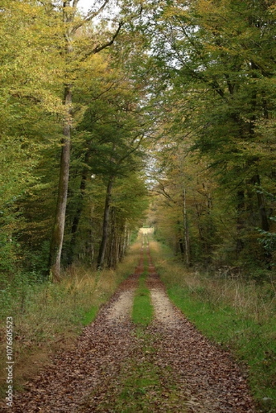 Obraz Champignon d'automne 