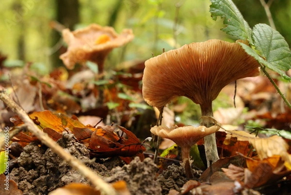 Obraz Champignon d'automne 