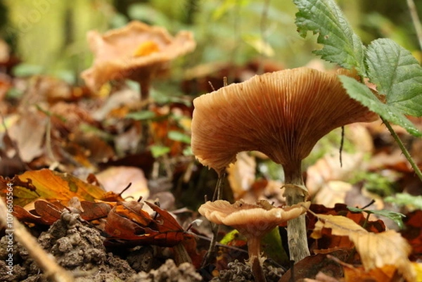Obraz Champignon d'automne 