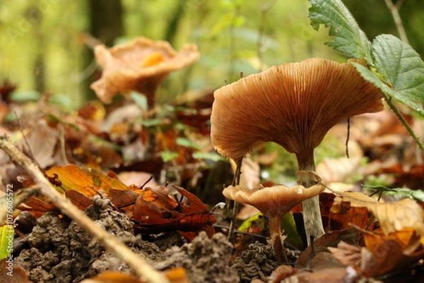 Obraz Champignon d'automne 