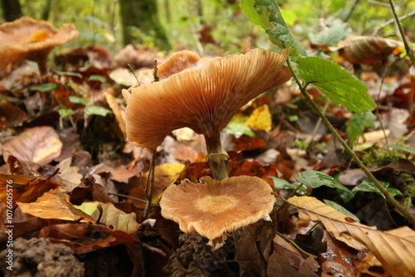 Obraz Champignon d'automne 