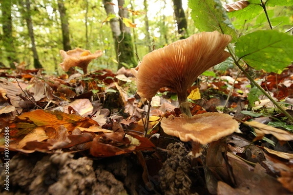 Obraz Champignon d'automne 