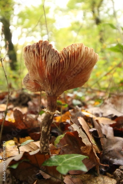 Obraz Champignon d'automne 