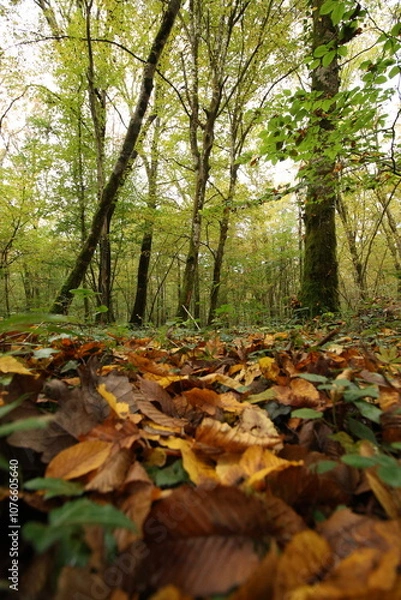 Obraz Champignon d'automne 