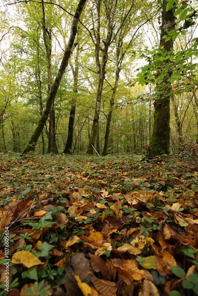 Obraz Champignon d'automne 