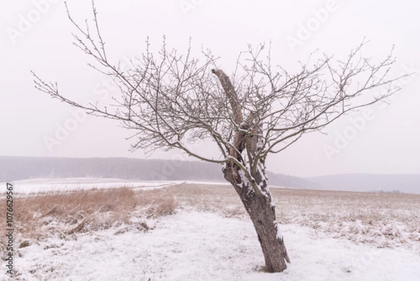 Fototapeta Lonely winter snowy tree on the field