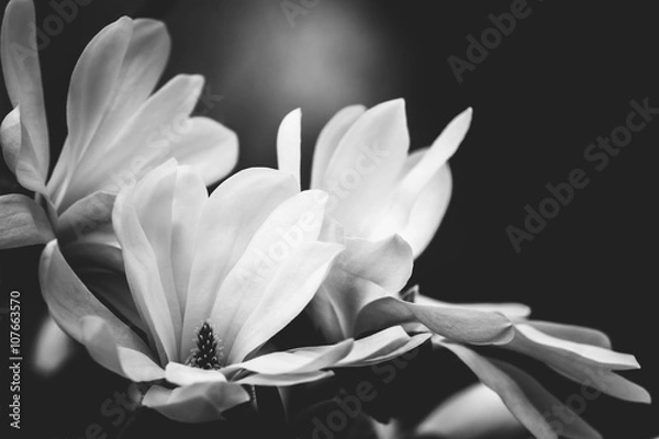 Fototapeta kwiat magnolii na czarnym tle