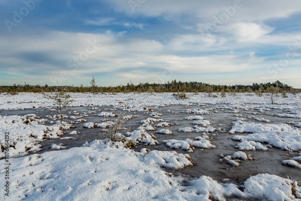 Fototapeta swamp on a sunny winter day with snow
