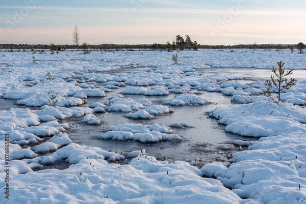 Fototapeta swamp on a sunny winter day with snow